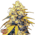Semillas feminizadas Strawberry Cake Auto