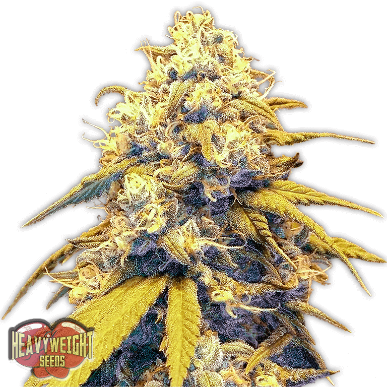 Semillas feminizadas Strawberry Cake Auto