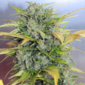 Semillas feminizadas AK 47 Auto