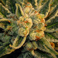 Bubble Gum Feminised Seeds