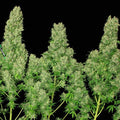 White Russian Feminised Seeds