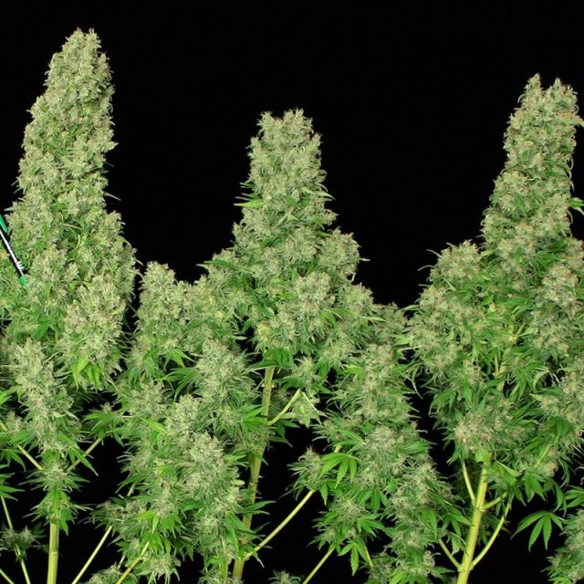 White Russian Feminised Seeds