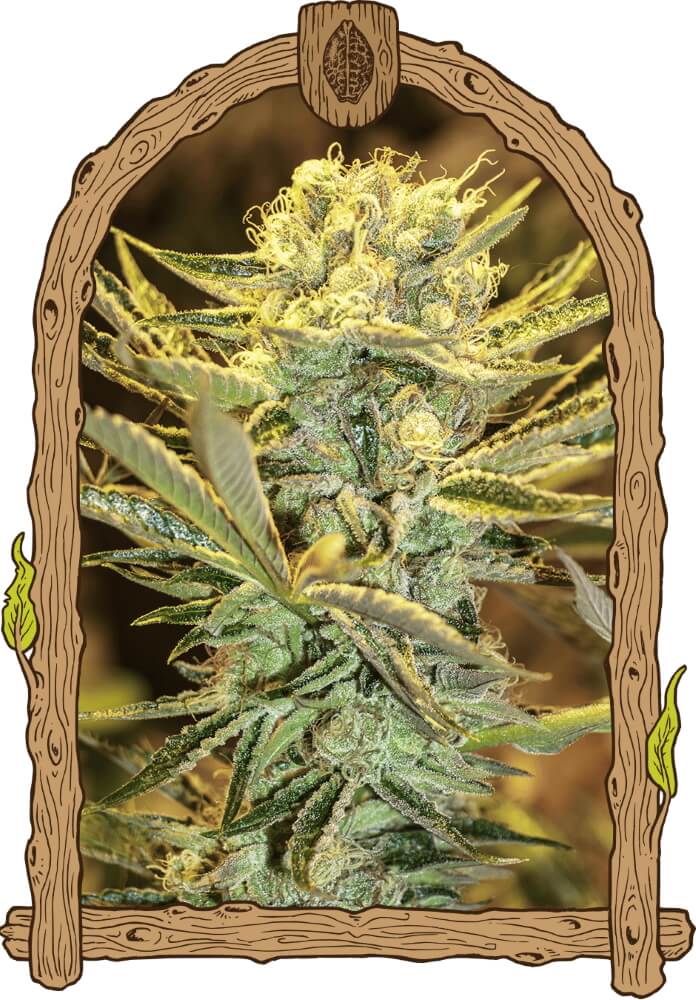 Semillas feminizadas de Hippieberry