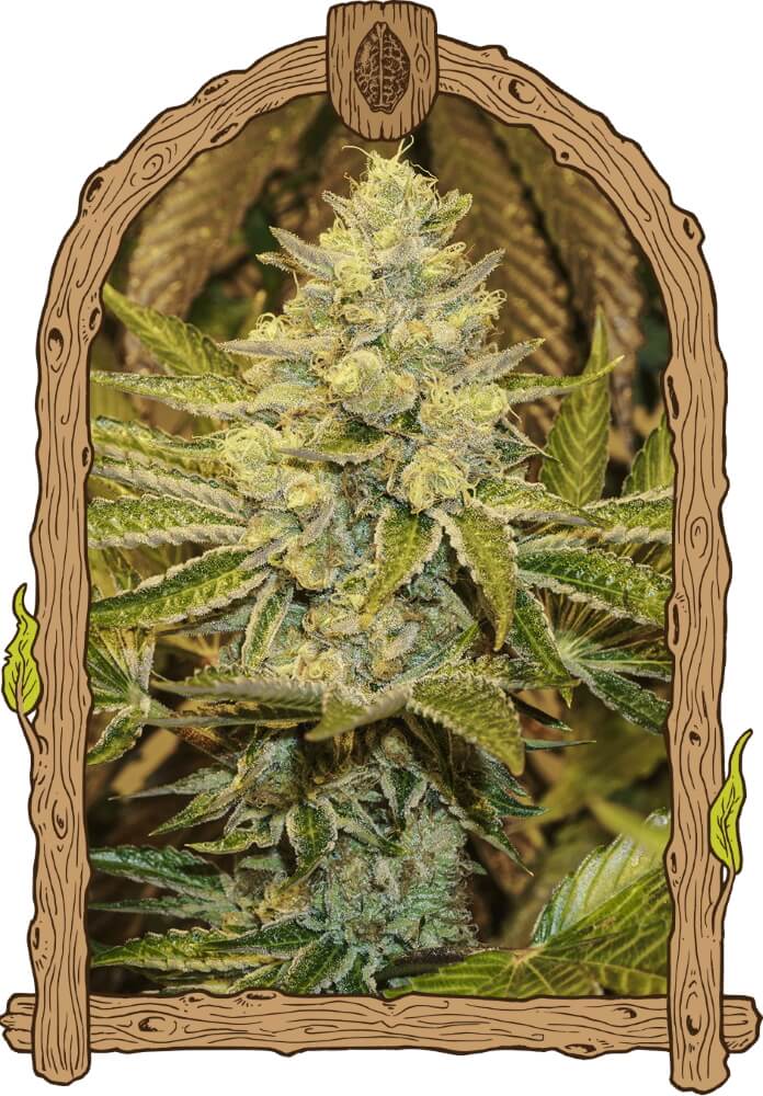 Exotic Animal Feminised Seeds