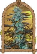 Semillas feminizadas Purple Monkey Auto