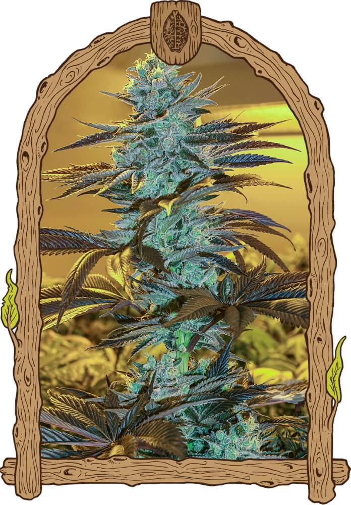 Purple Monkey Auto Feminised Seeds