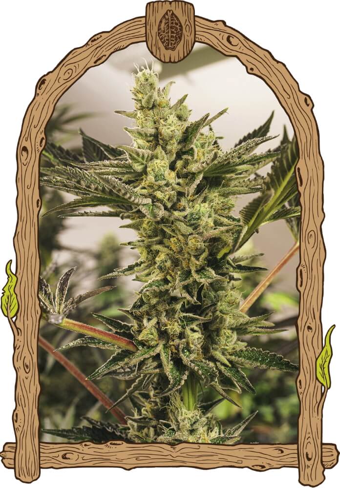 Semillas feminizadas de Banana Mash Auto