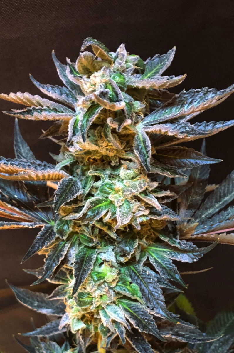 Cookies & Cream feminisierte Samen