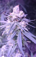 Geschenkte feminisierte CBD-Samen