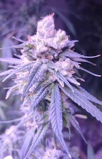 Semillas feminizadas de CBD Gifted