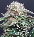 Mango Heaven Standard-Samen