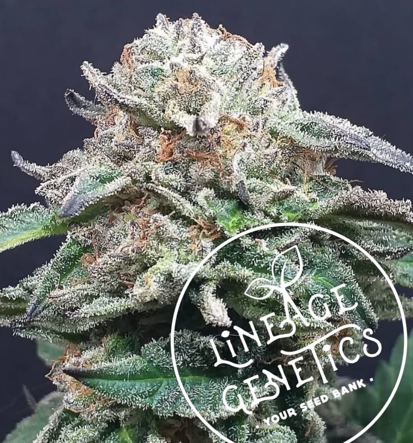 Mango Heaven Standard-Samen