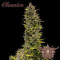 Semillas feminizadas Buddha Classics AK