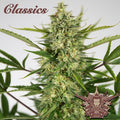 Buddha Classics AK Auto Feminizada
