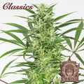 Semillas feminizadas Buddha Classics Amnesia Auto