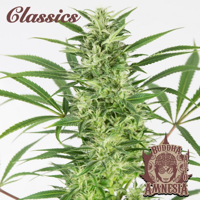 Semillas feminizadas Buddha Classics Amnesia Auto