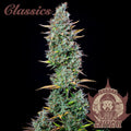 Semillas feminizadas Buddha Classics Critical Auto