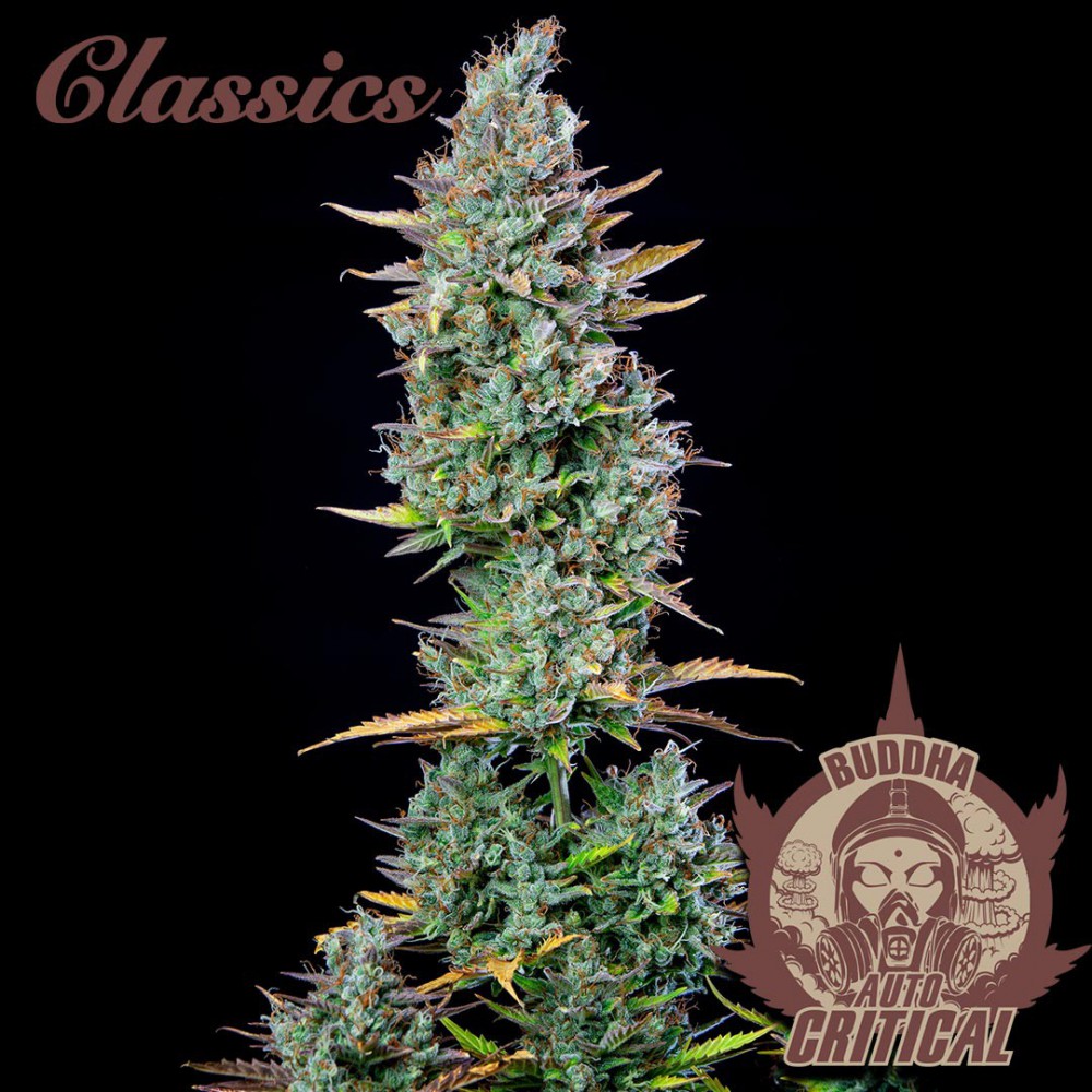 Semillas feminizadas Buddha Classics Critical Auto