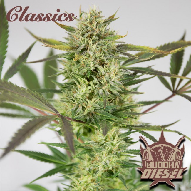 Semillas feminizadas Buddha Classics Diesel