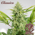 Semillas feminizadas Buddha Classics Skunk Auto