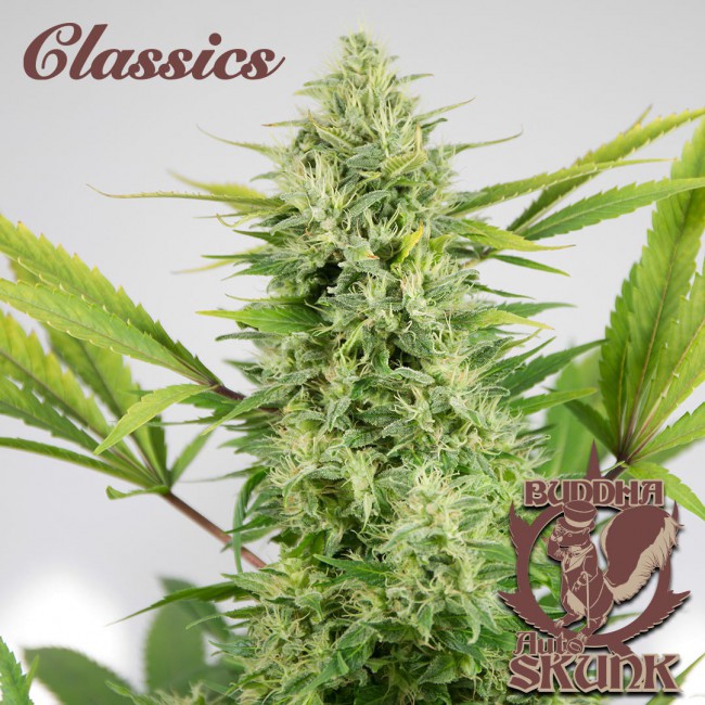 Semillas feminizadas Buddha Classics Skunk Auto