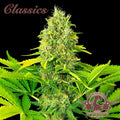 Semillas feminizadas Buddha Classics White Widow Auto