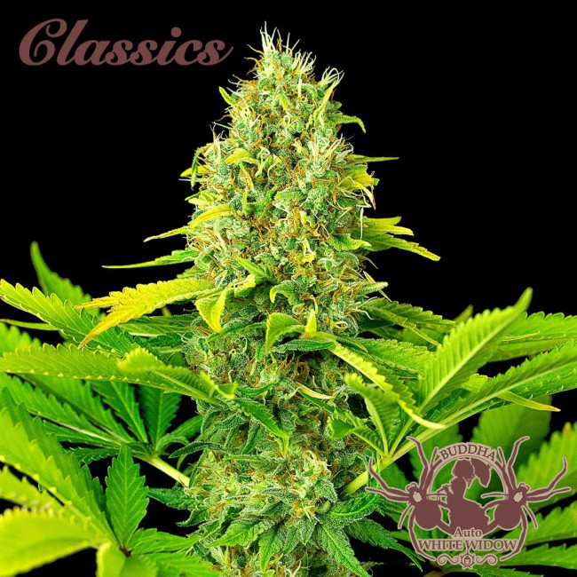 Semillas feminizadas Buddha Classics White Widow Auto