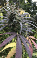 Semillas feminizadas Blue Dream FAST - A GRANEL x 100