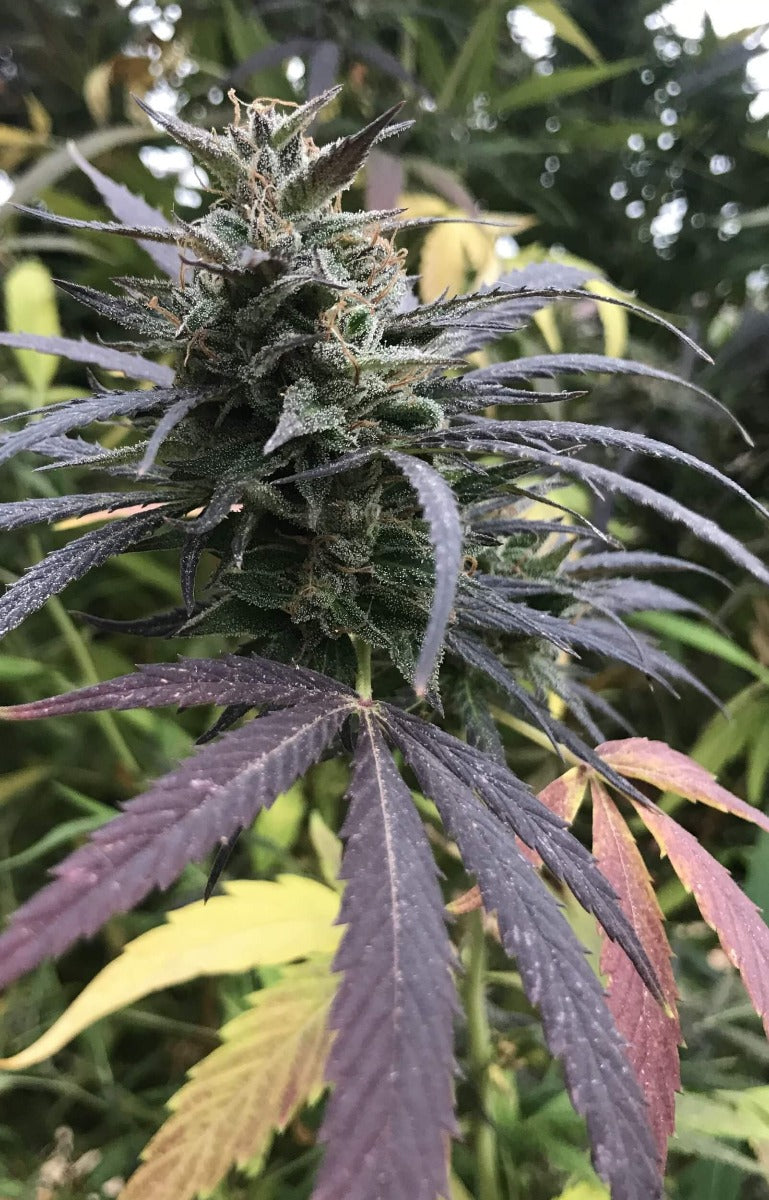 Blue Dream FAST Feminised Seeds - BULK x 100