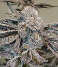 Runtz FAST Feminised Seeds - BULK x 100