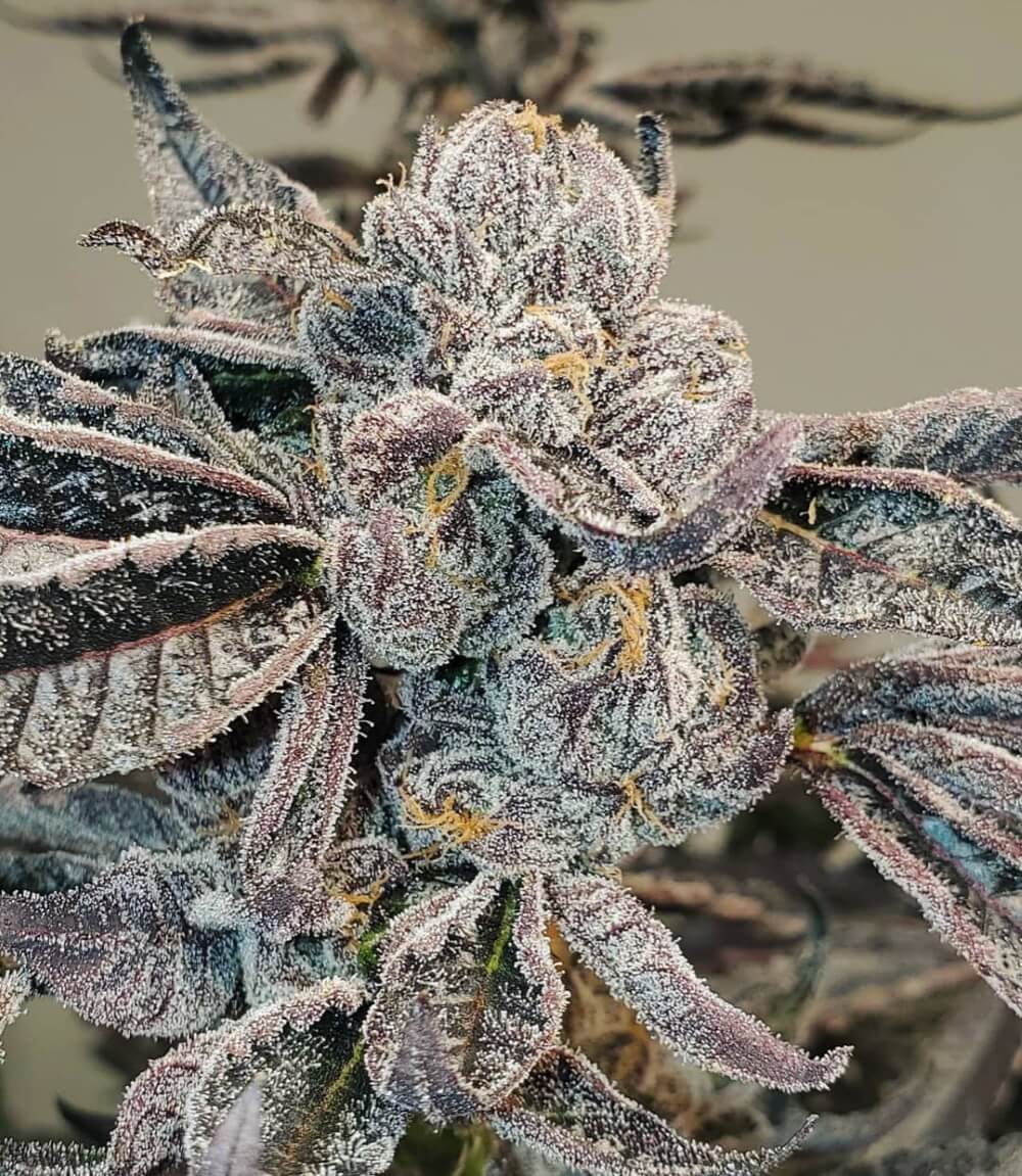 Runtz FAST Feminised Seeds - BULK x 100