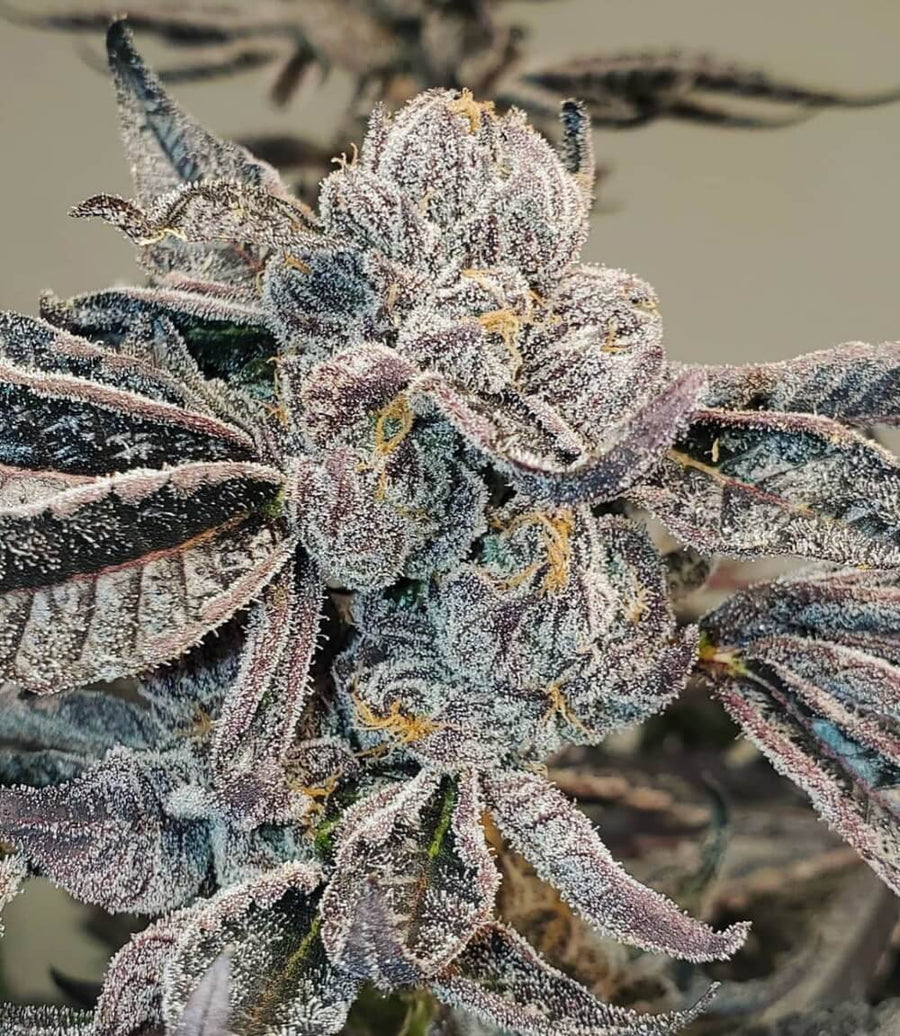 Runtz FAST Feminised Seeds - BULK x 100