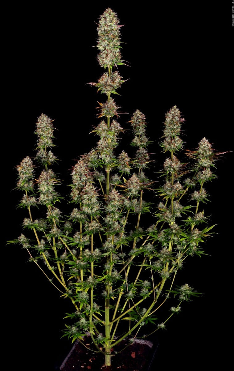 Semillas feminizadas de Apricot Candy