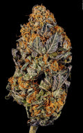 Semillas feminizadas de Tangerine Sorbet