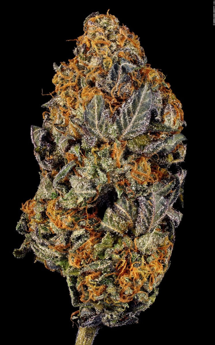 Semillas feminizadas de Tangerine Sorbet