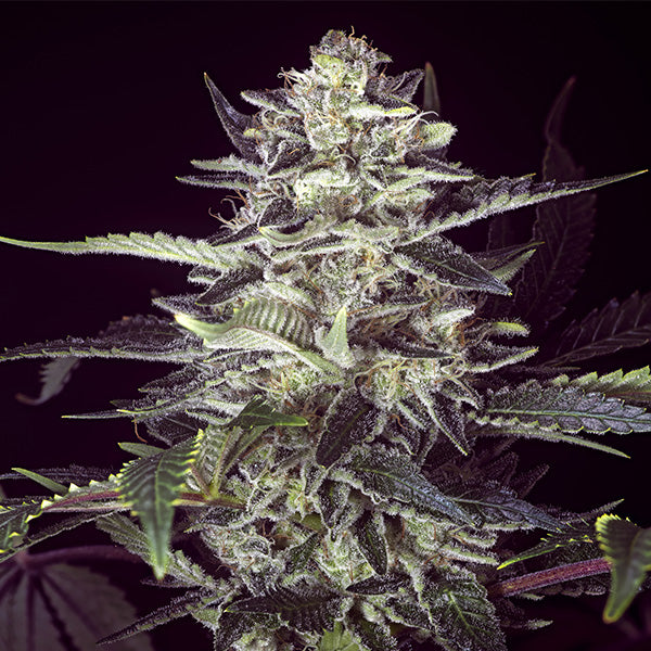 Semillas feminizadas de Brain Stroke Auto