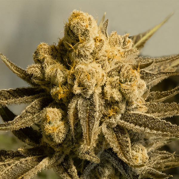 Semillas feminizadas Critical Glue #4 Auto