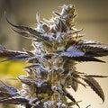 Semillas feminizadas de Ghost Train OG Auto