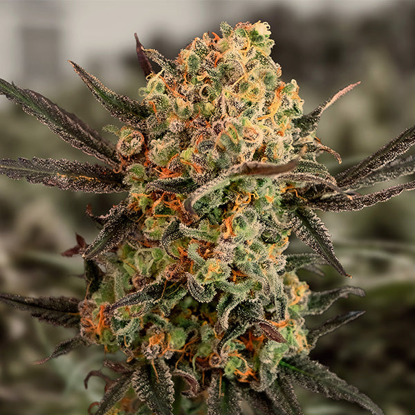 Semillas feminizadas de Gorilla Cookies Auto