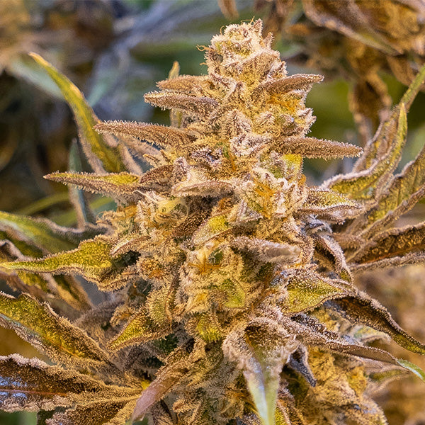 Semillas feminizadas High Voltage Auto