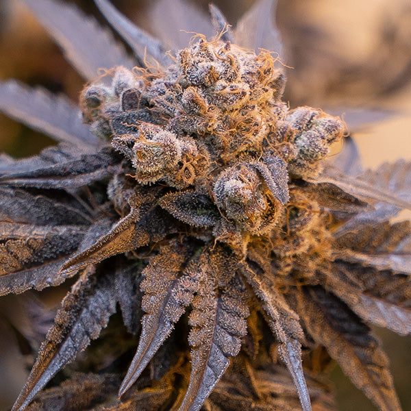 Purple Punch Auto Feminised Seeds