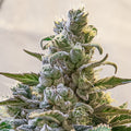 Semillas feminizadas de Lemon Cake Auto