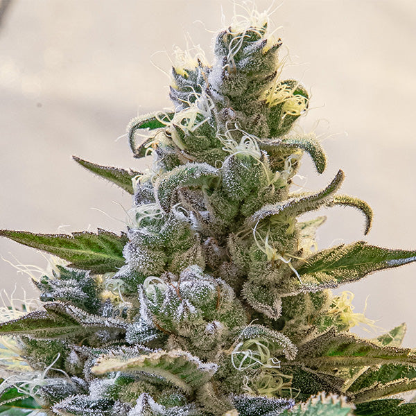 Lemon Cake Auto Feminised Seeds