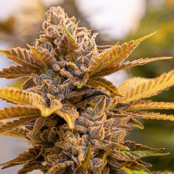 Semillas feminizadas Alien Candy Kush FAST