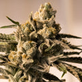 Semillas feminizadas Cherry Pie FAST