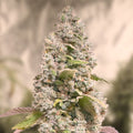 Semillas feminizadas Gorilla Cookies FAST