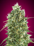 Bubble Gum CBD feminisierte Samen