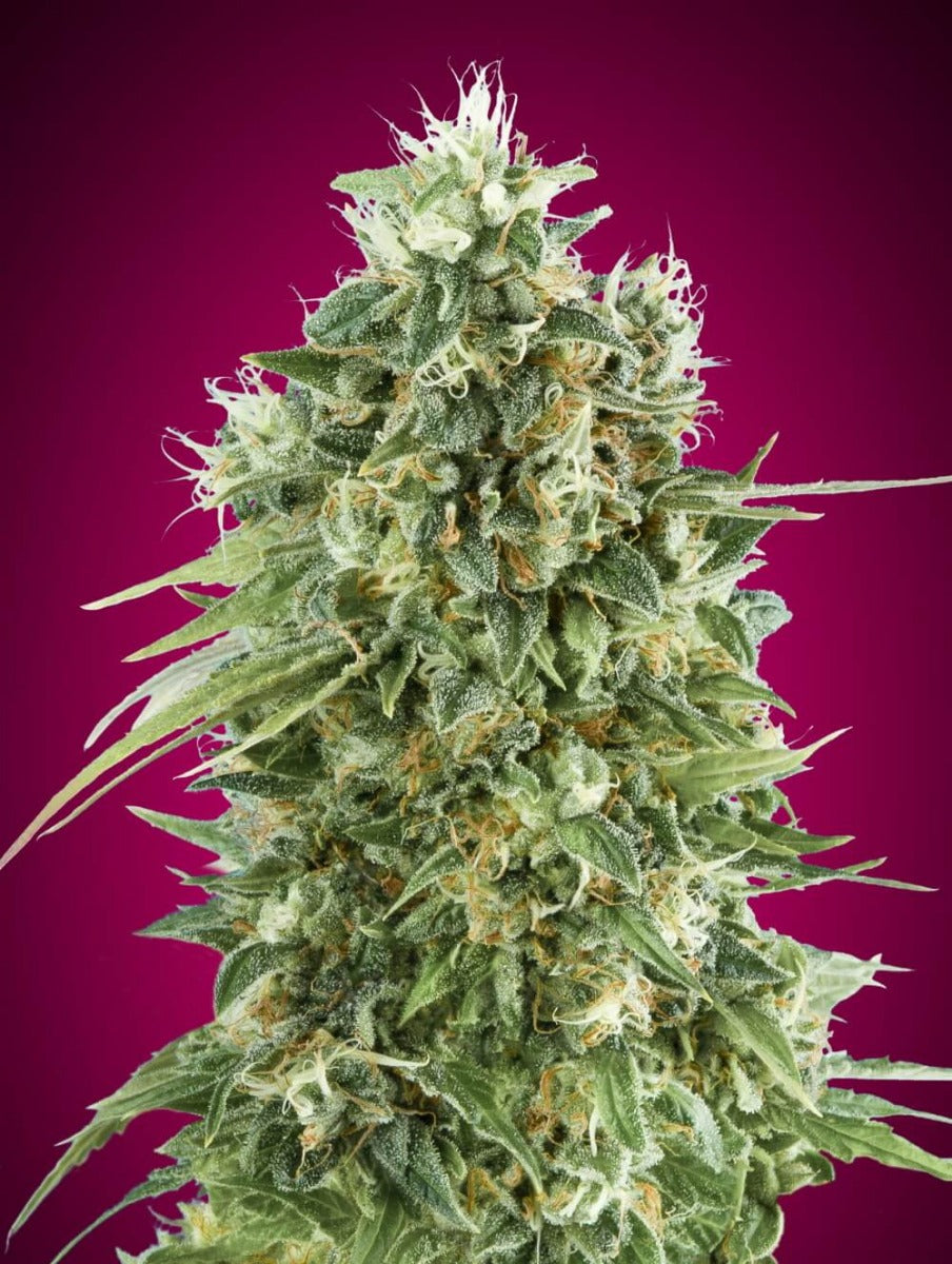 Semillas feminizadas de Bubble Gum CBD