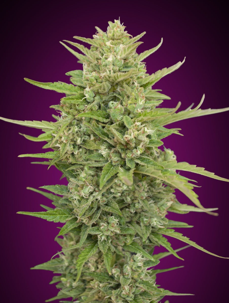 Semillas feminizadas de Super Skunk Auto