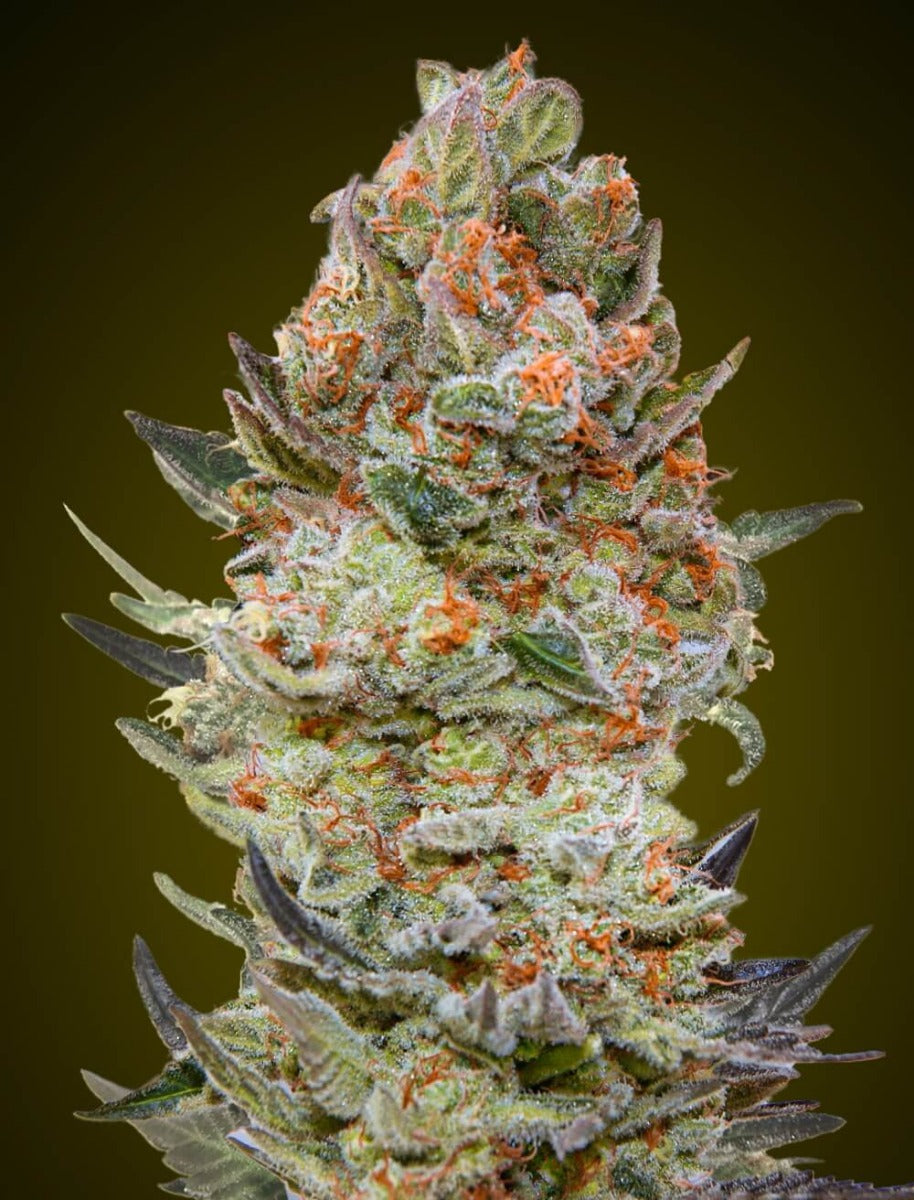 Semillas feminizadas Sweet Critical CBD